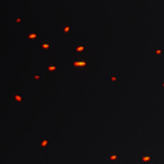 ♥安息老板♥ 1337