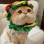 hamburger cat