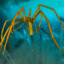 Water Spider