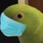 ParrotGaming