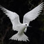 angeltern