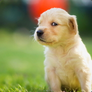 Single dog_你瞅啥