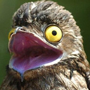 Korotkolapii  бюль-бюль