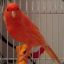 OrangeCanary