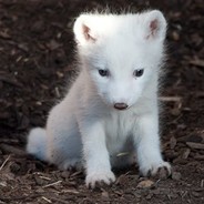 snowfox velk.ca