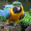 ♿Parrot♿