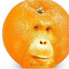 HOMO-ORANGE