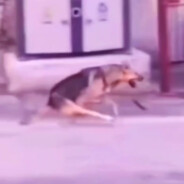 我是躲猫猫大师