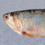 BigAnchovy
