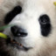 pandaroo