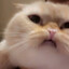 ☭✵Mr.Piffles✵☭