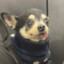 Mr. Doge
