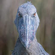 darknano avatar