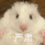 鸭鸭今天吃什么