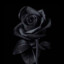 BlackRose