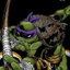 Donatello