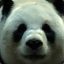 BIG_PANDA {NO HACK]