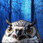 OwlyForest