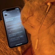 会听Jay的猫