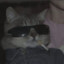 gatito