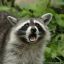 Cute Raccoon