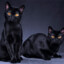 Evil Munchker Cat
