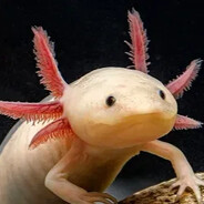 HalfPintAxolotl