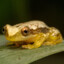 Banana[FROG]