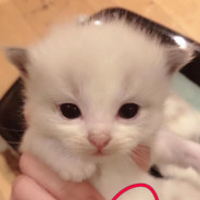 郫筒镇海绵宝宝