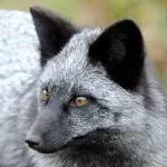 Foxe