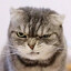 养猪高手