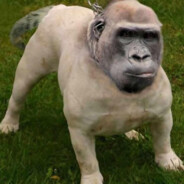 GorilaMaster
