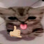 novachr0