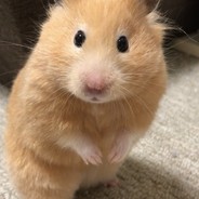 햄찌