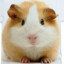 GUINEA PIG