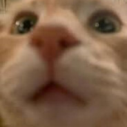 kitty's avatar