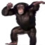 monkey nuts