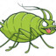 Aphid