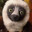 Zoboomafoo11
