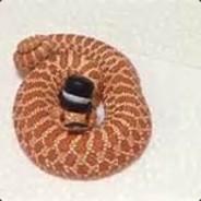Mr. Fancy Cobra