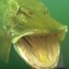 BigMuskie