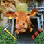 Quarry Master Bessie