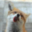 Sloppy_Fox