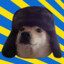 Attack Doge