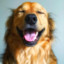 happydog16