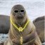 seal