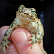 уринотирания