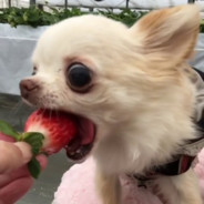 President Strawberries - steam id 76561198826419274