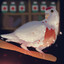 Archimedes