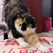 可可爱爱王快乐